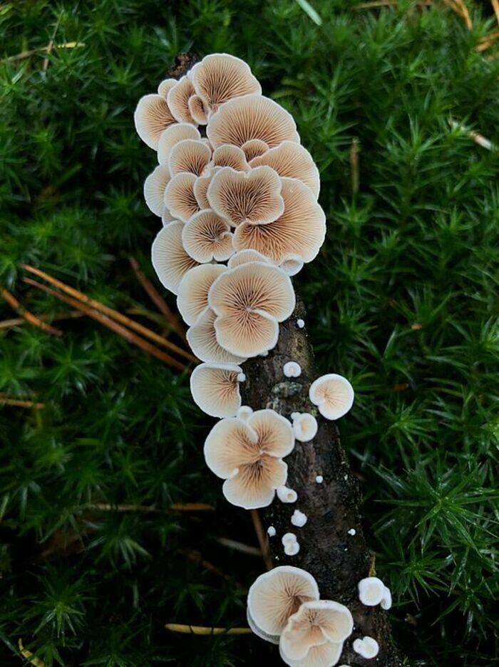 Sortie : initiation à la mycologie_1