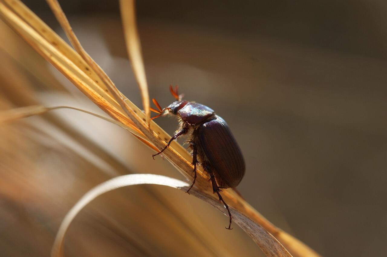 beetle-8070966_1280