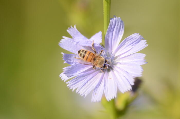 Balade naturaliste : l’orchestre des butineurs_1