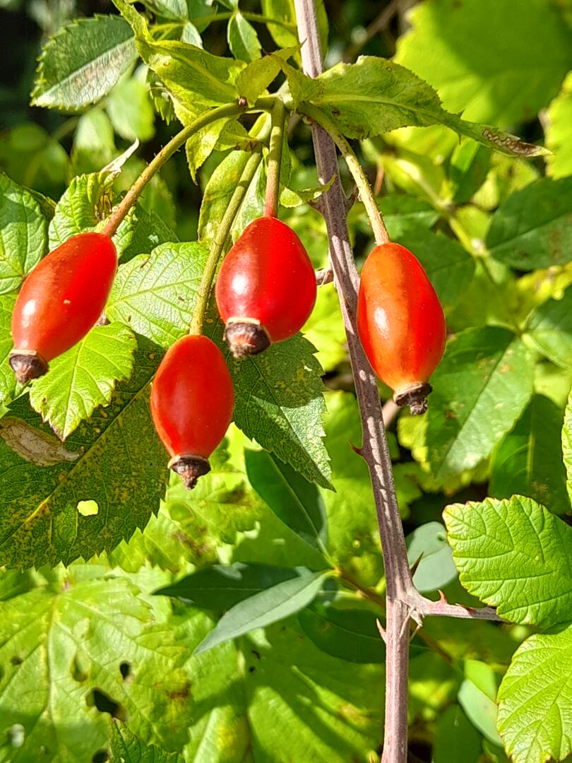 fruit ete