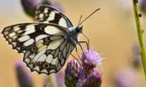 capture-d-ecran-2026-04-23-175146_1