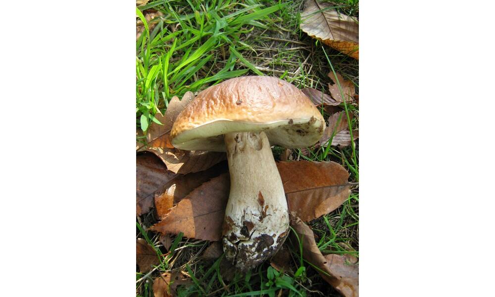 champignon