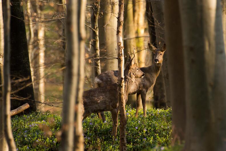 chevreuil en forêt de Tournehem