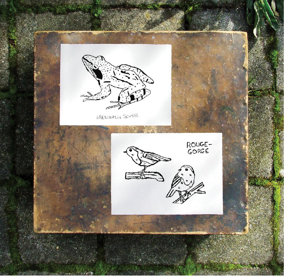 dessin-naturaliste-marion-vandenbroucke_1
