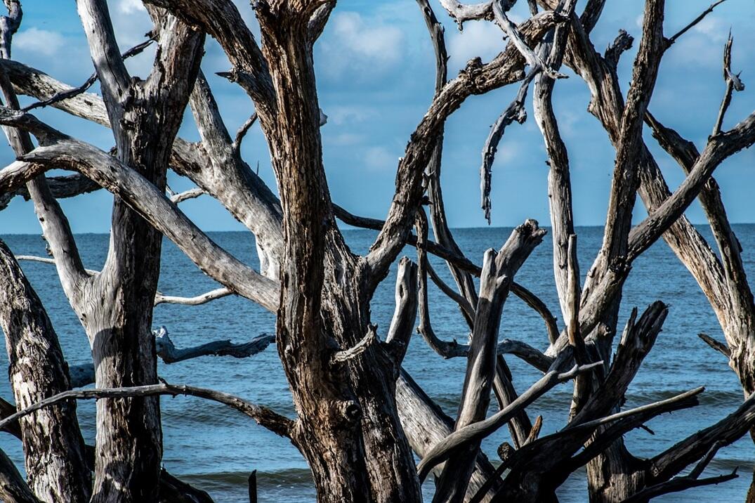 driftwood-4353982_1280