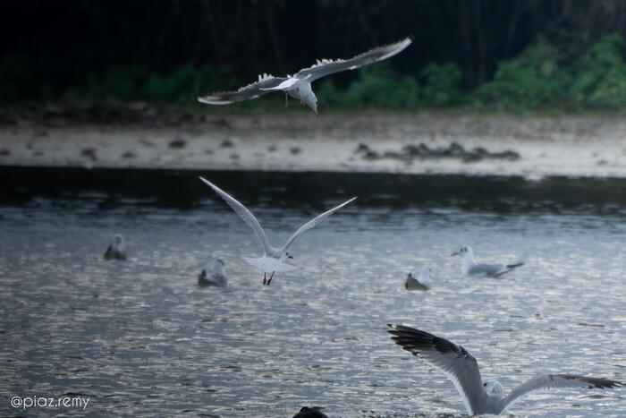 Balade naturaliste : la nature nous offre son plus beau spectacle_1