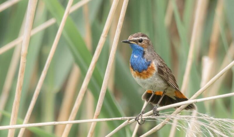 festival_oiseau_2025