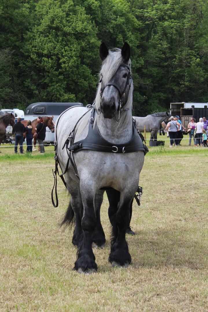 fete de l'attelage berthen