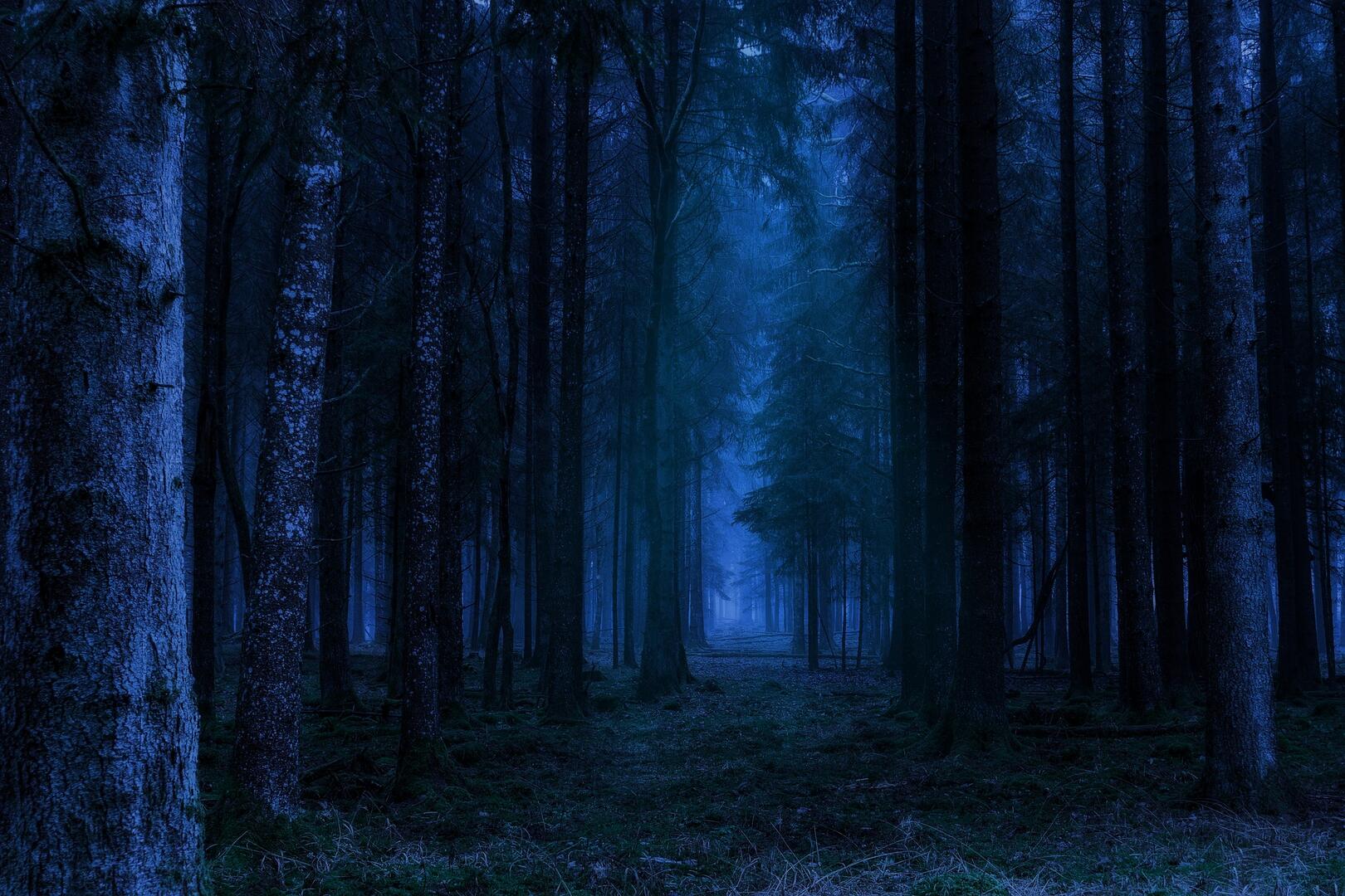 foret la nuit ©Pete Linforth de Pixabay