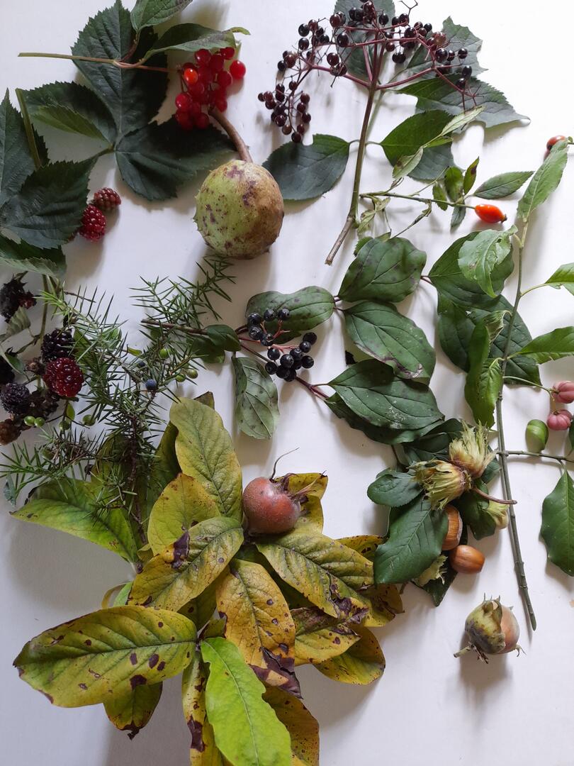 fruits sauvages