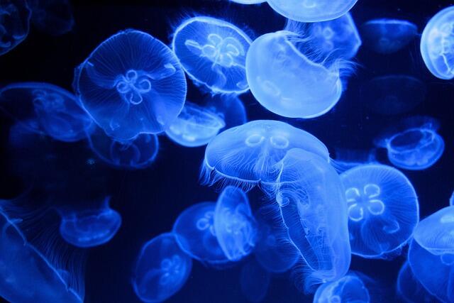 jellyfishes-5584171_640