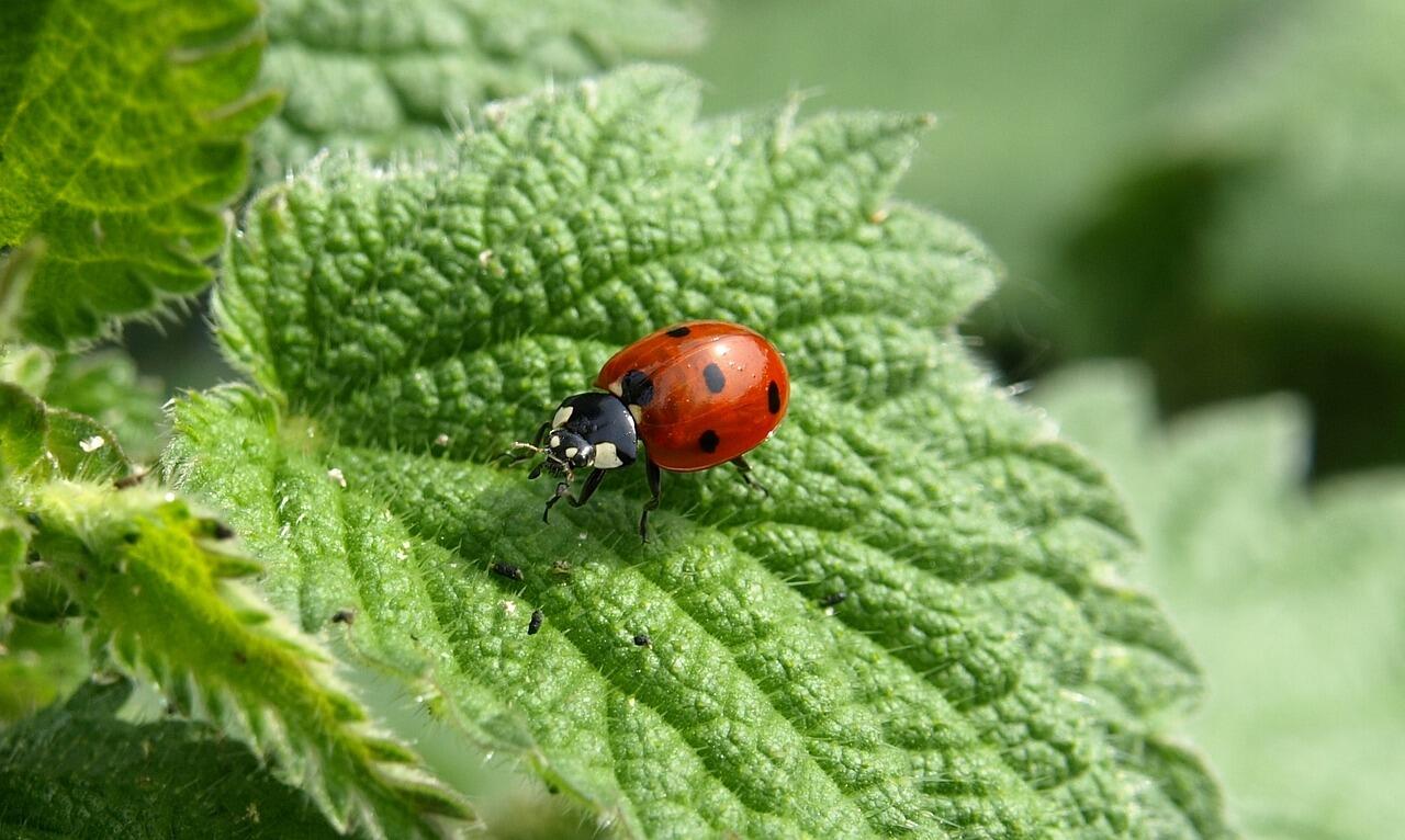 ladybug-349456_1280