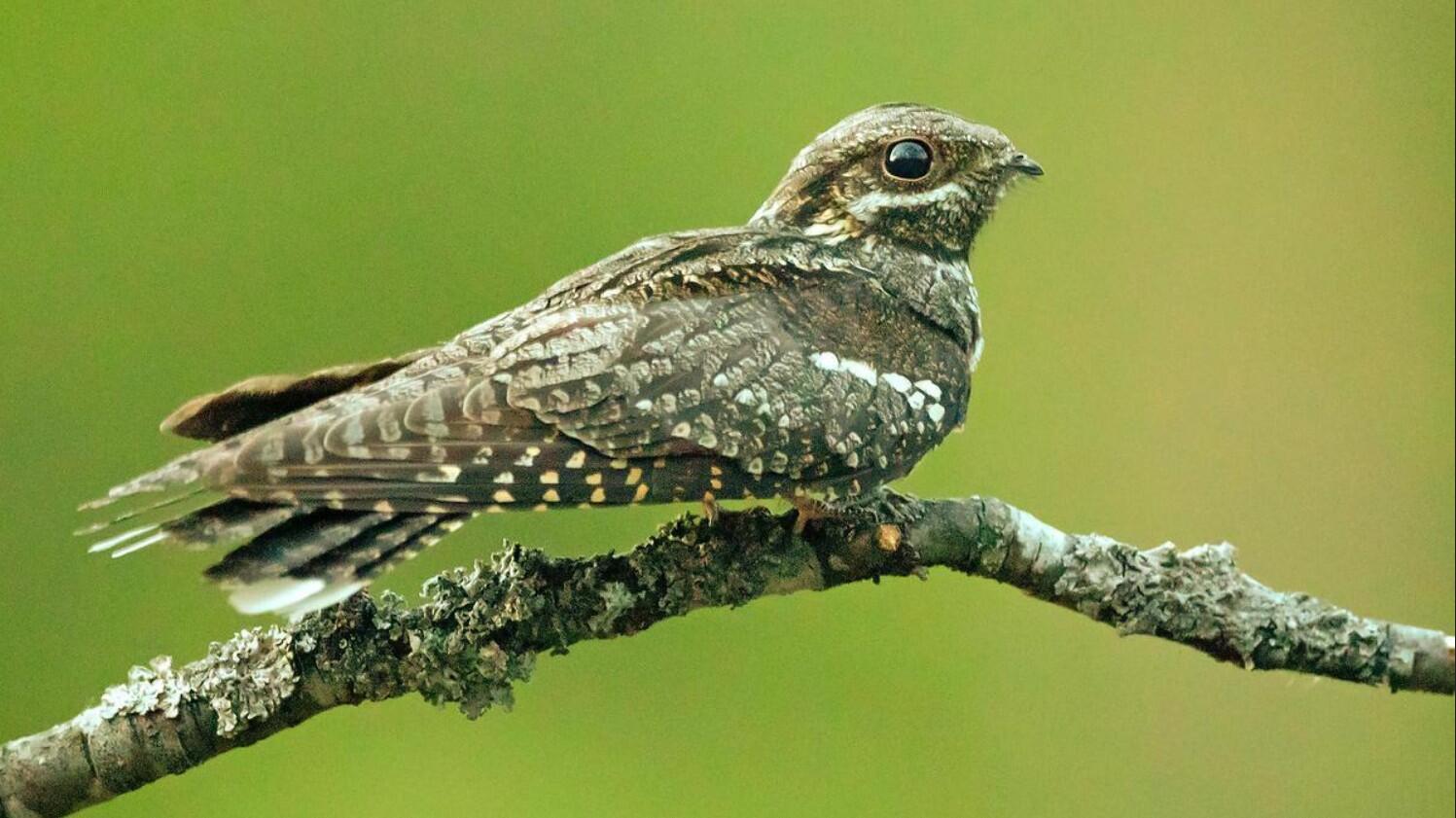 Les oiseaux de la forêt