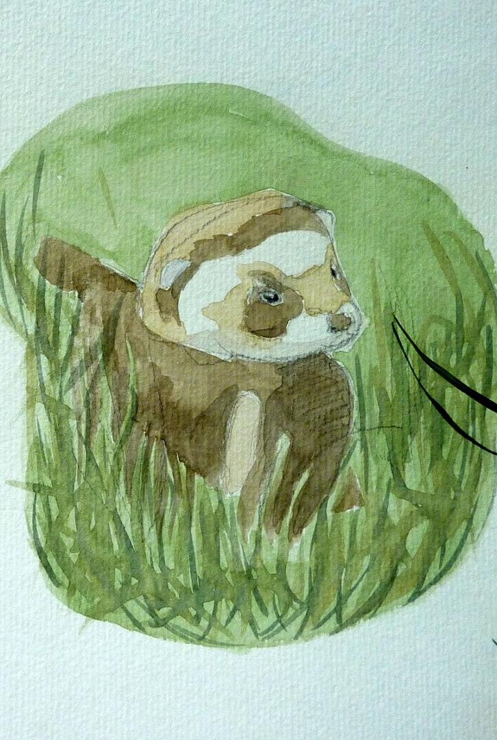 Putois d'europe ©céline verley