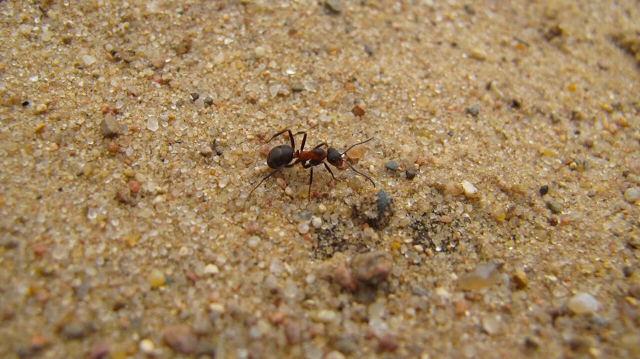 stefan-gold-ant-4355365-1280 (1)_1