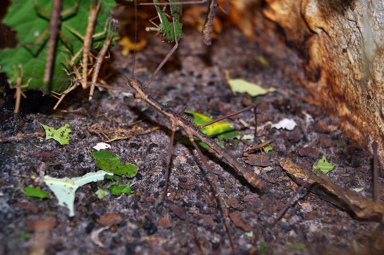 stick-insect-336361_1280