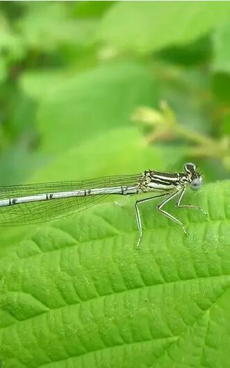 sortie demoiselles - 7 juil