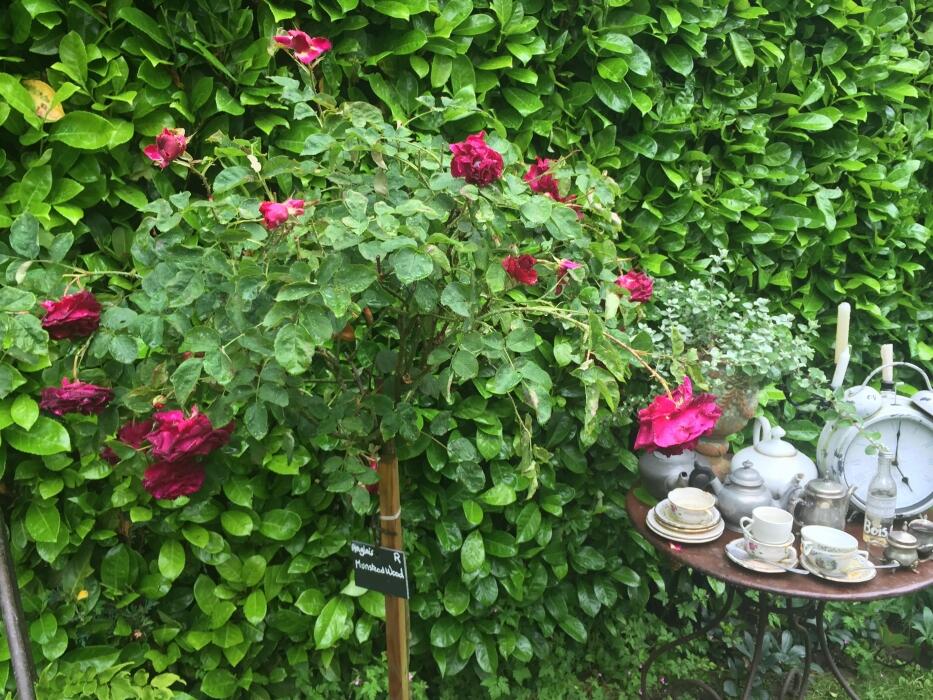 thumb-5c2395a562686-2