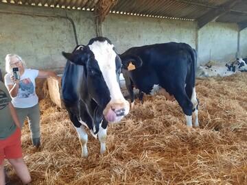 visite vaches laitières