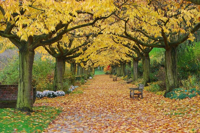 © céline verley - allée des cerisiers automne