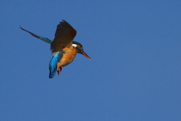Balade naturaliste : peinture dans les airs_1