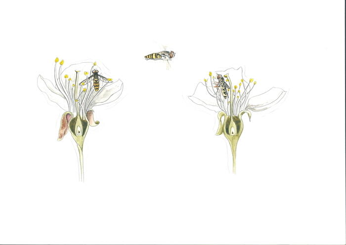 Balade naturaliste : artistes en herbe_1