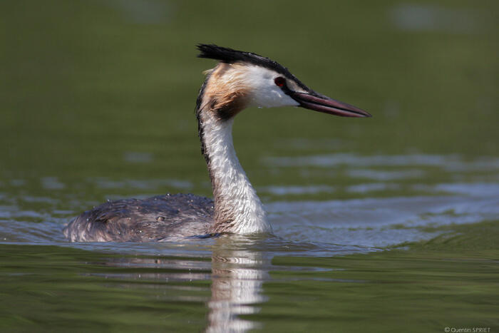 Balade naturaliste : "Mue d’automne"_1