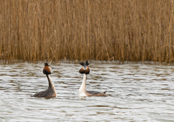 A la rencontre des oiseaux du marais de Fretin_1
