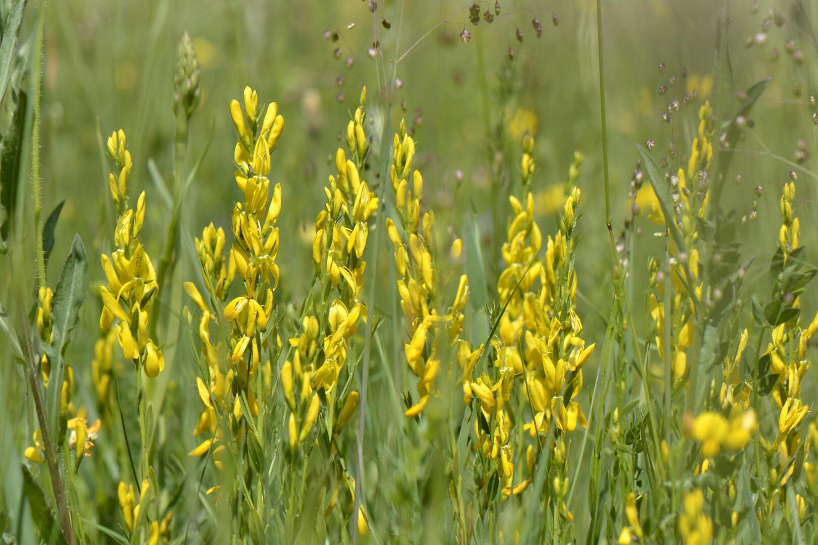 1920x1440_genista-tinctoria-l-1753-print-8465