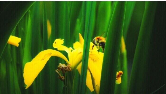 Balade naturaliste : l’art de la séduction à la florale_1