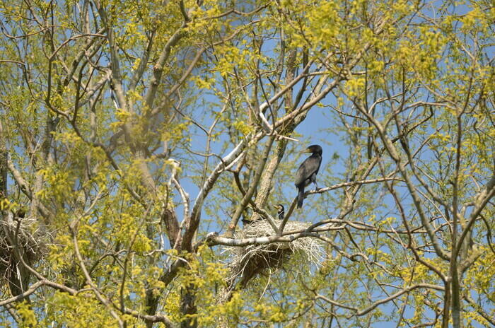 Zoom sur le Grand Cormoran_1