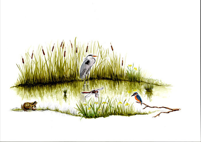 Balade naturaliste : "À l’assaut des mares"_1