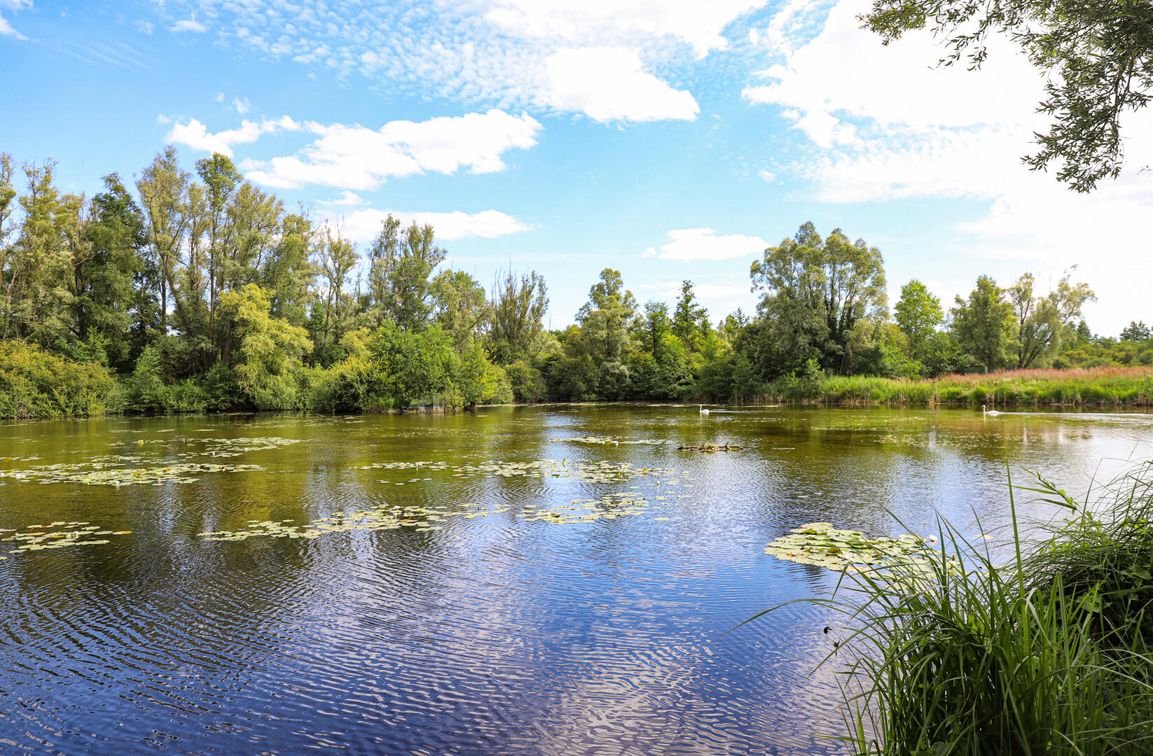 Réserve Naturelle Nationale de la Tourbière alcaline de Marchiennes