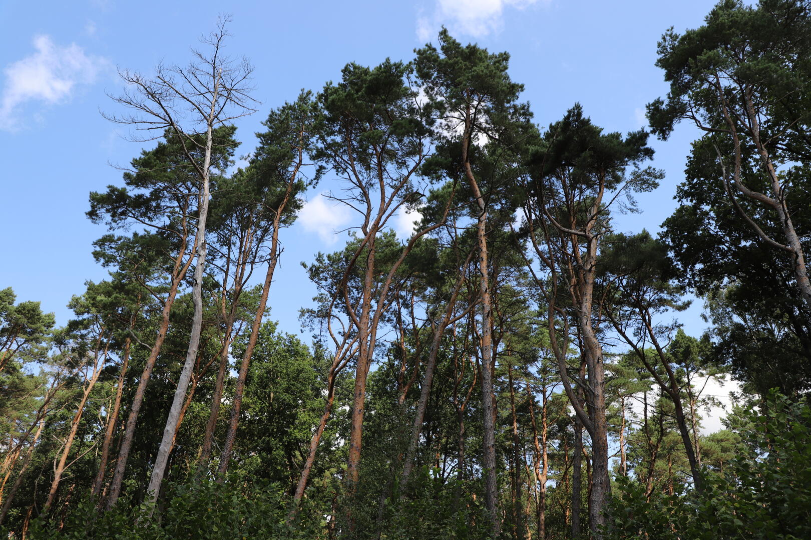 Forêt de Marchiennes