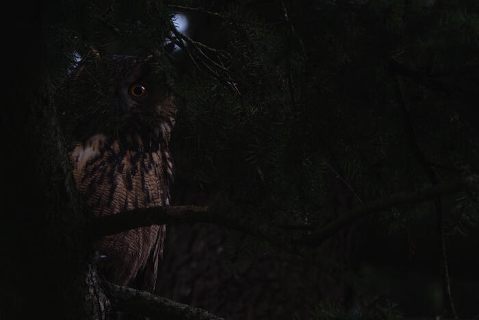Balade naturaliste : écran noir dans les bois_1