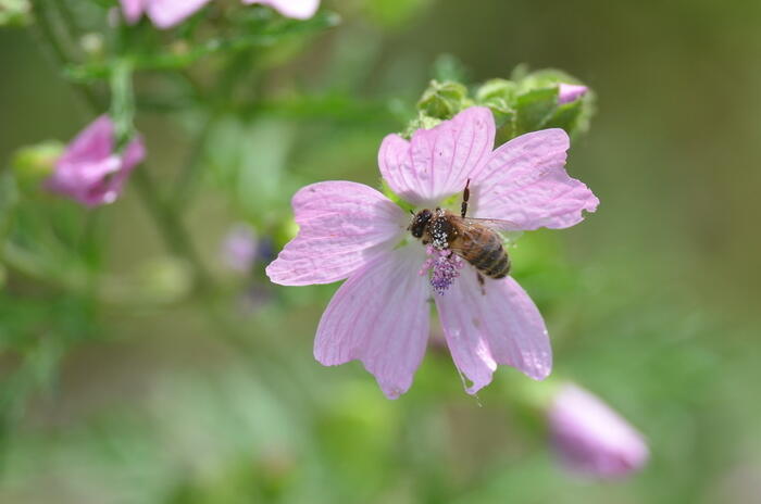 Opération pollinisation_1