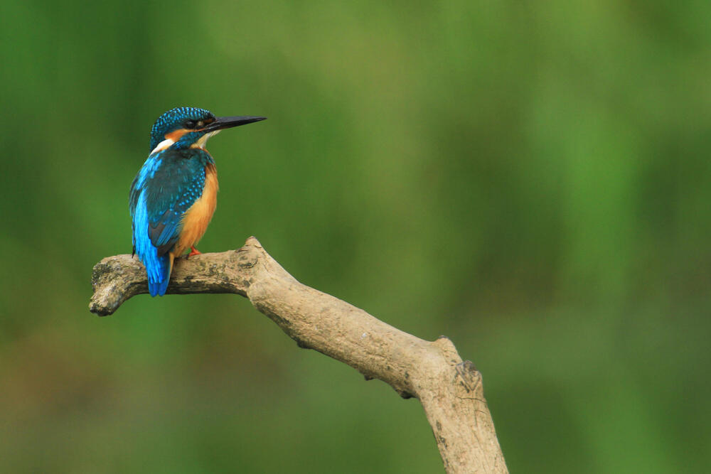 36.ballastiere-18.04.2021_1