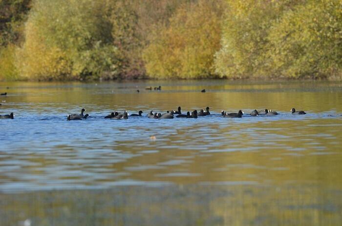 Balade naturaliste : la chorégraphie des migrateurs_1