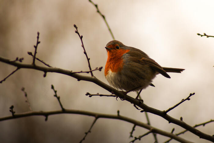 Balade naturaliste : "Demain dès l’aube"_1