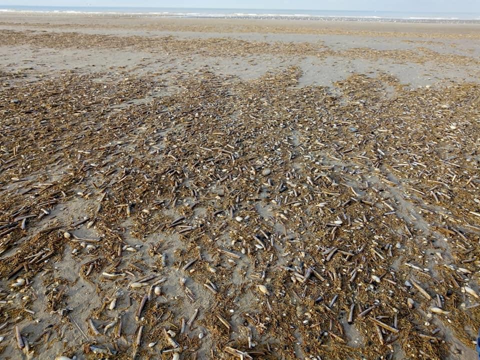 48051766_10156128854633196_4709779347731382272_n