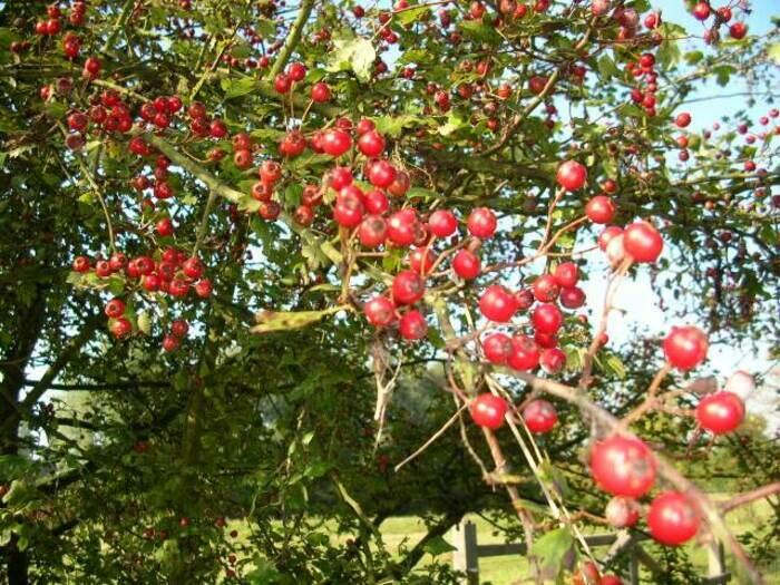 Balade naturaliste au cœur des couleurs du vivant_1