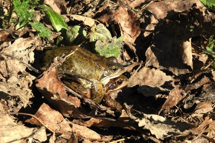 Des grenouilles et des tritons_1