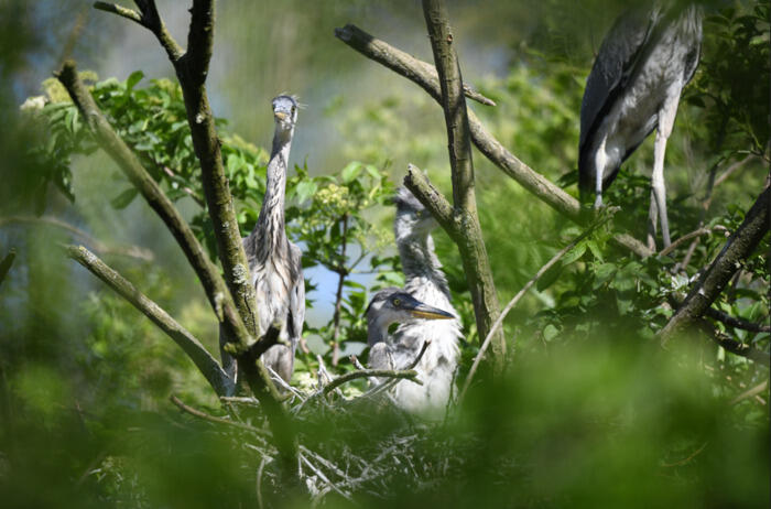 Balade naturaliste : les ailes du crépuscule_1