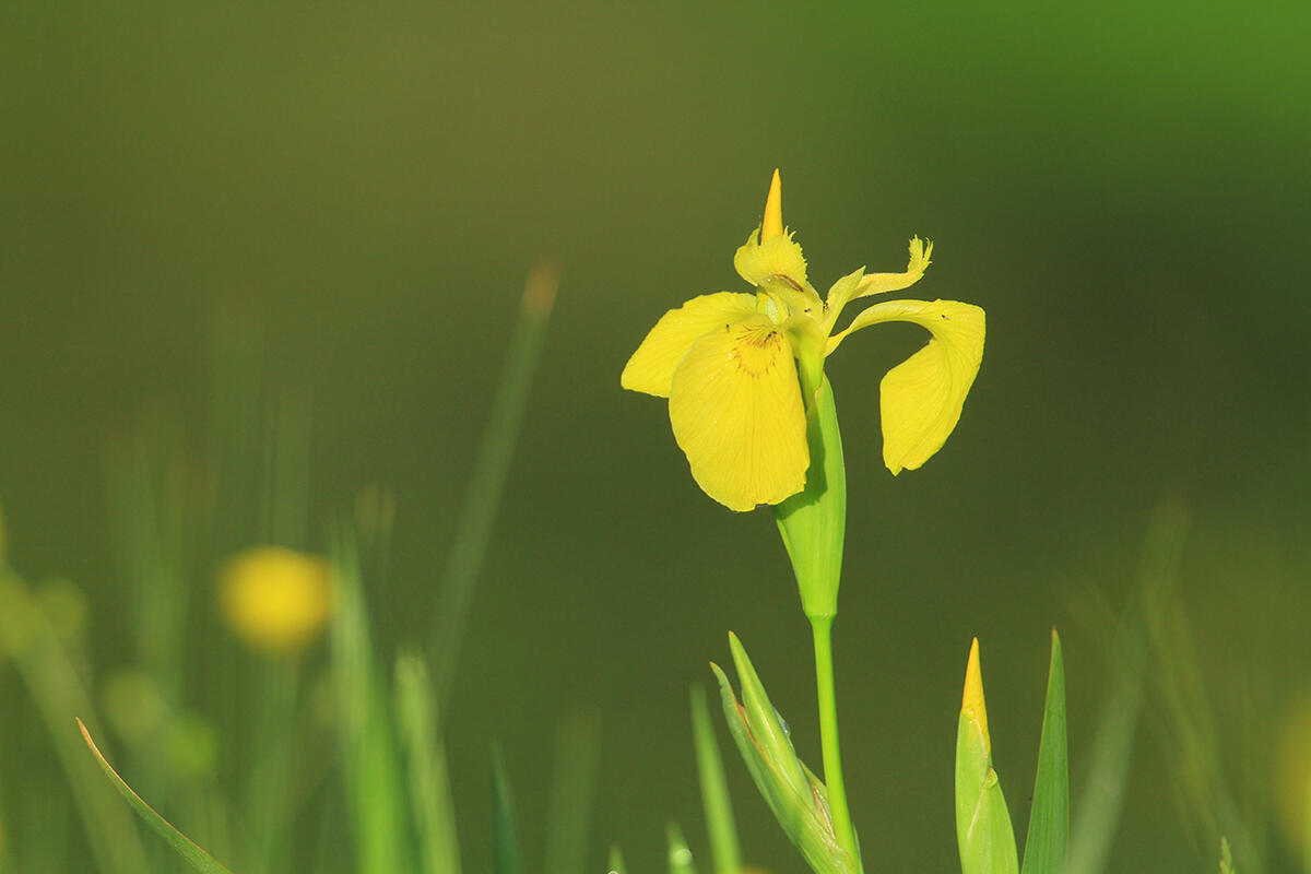 56.condette-24.04 (2)_1