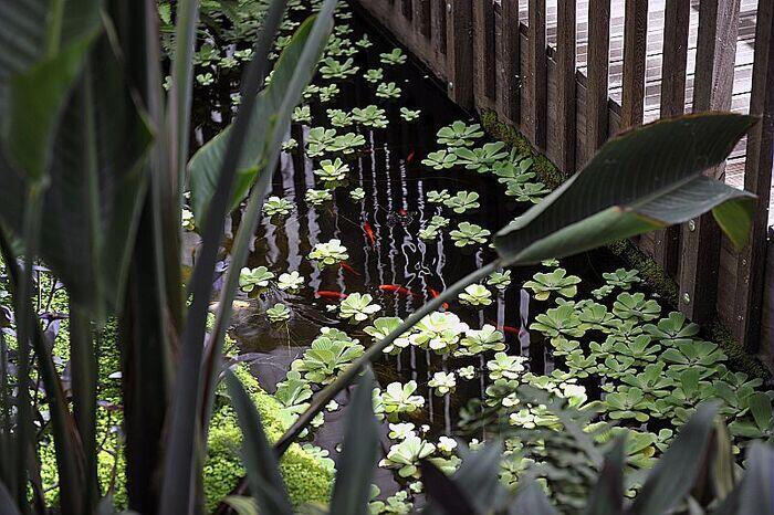 Les serres du jardin botanique_1