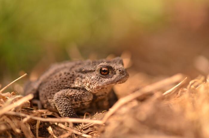 Balade naturaliste : Anoures au Marais_1