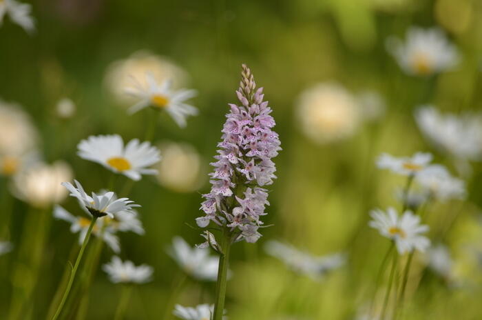 Balade naturaliste : des plantes qui ont tout pour plaire_1