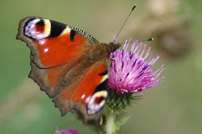 Balade naturaliste : concours d’illusion chez les Papillons_1