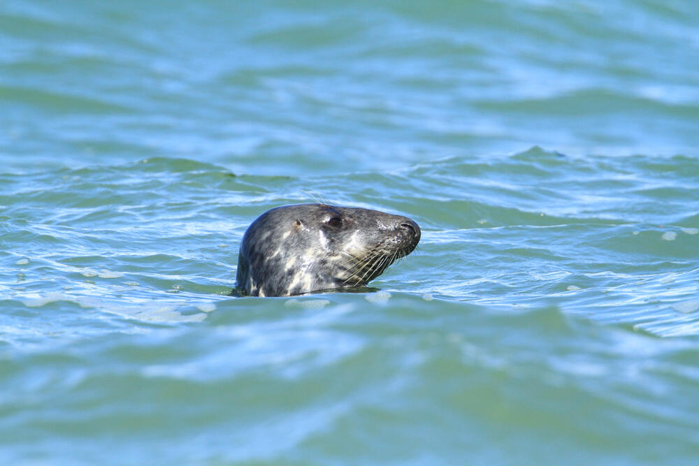 68.baie-authie-20.05_1