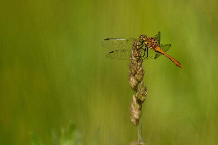 Balade naturaliste : "Vie et couleurs au bord de l’eau"_1